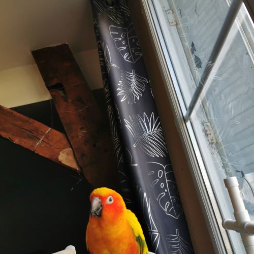 Conure soleil #1