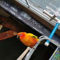 Conure soleil #2