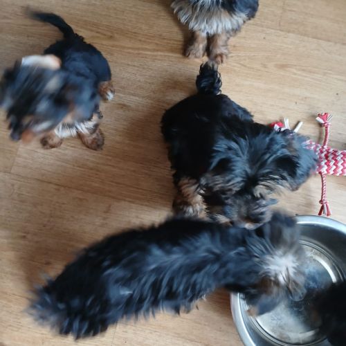 Chiots yorkshire terrier a adopter #4