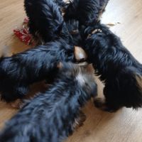 Chiots yorkshire terrier a adopter #1