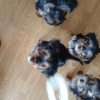 Chiots yorkshire terrier a adopter #2