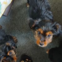 Chiots yorkshire terrier a adopter