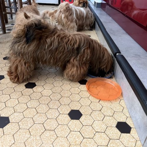 Victor shih tzu lof #2