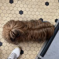 Victor shih tzu lof #3