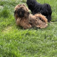 Victor shih tzu lof #4