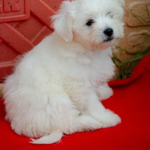 Chiots coton de tuléar mâles & femelles #1