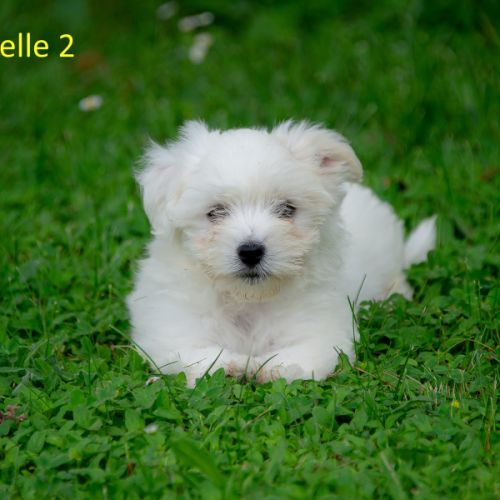 Chiots coton de tuléar mâles & femelles #2