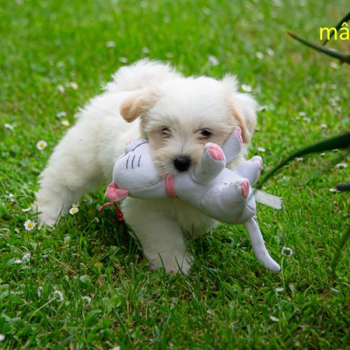 Chiots coton de tuléar mâles & femelles #3