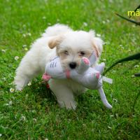 Chiots coton de tuléar mâles & femelles #3