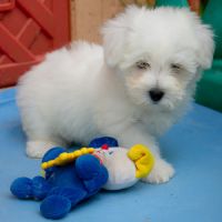 Chiots coton de tuléar mâles & femelles