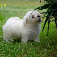 Chiots coton de tuléar mâles & femelles #5