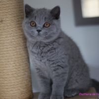 Adorable chaton mâle british shorthair bleu dispo