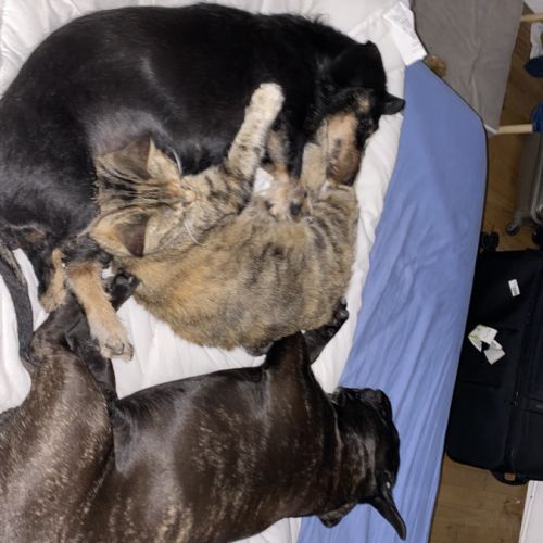 Teckel affectueux à adopter #1