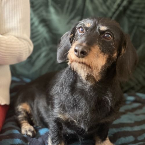 Teckel affectueux à adopter #3