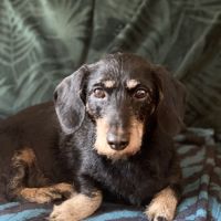 Teckel affectueux à adopter #0