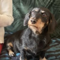 Teckel affectueux à adopter #3