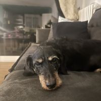 Teckel affectueux à adopter #4