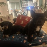 Teckel affectueux à adopter #5