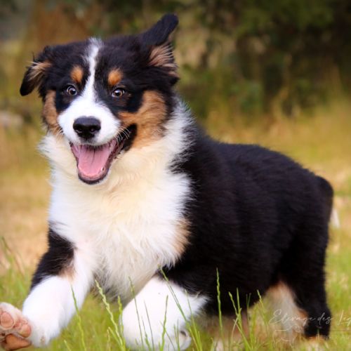 Adorable chiots berger australien lof