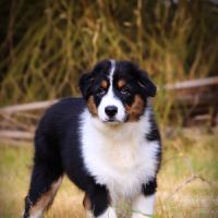 Adorable chiots berger australien lof #1