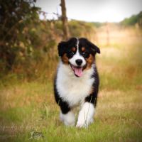 Adorable chiots berger australien lof #3