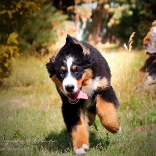 Adorables chiots bouvier bernois lof #2