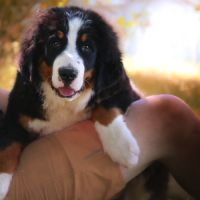 Adorables chiots bouvier bernois lof #3