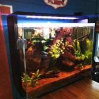 Vends aquarium, accessoires et habitants