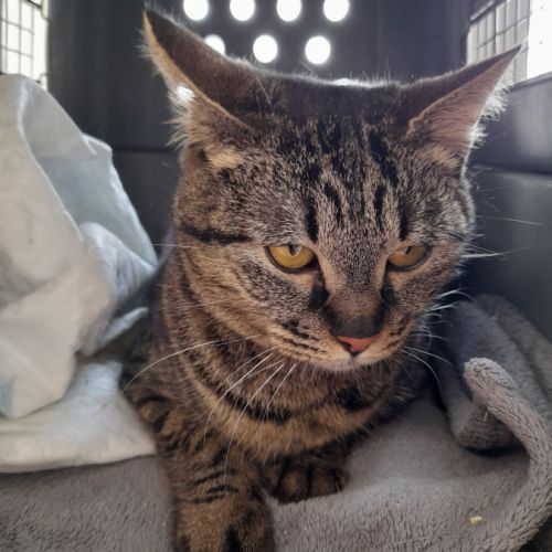 Tigresse chatte femelle #3