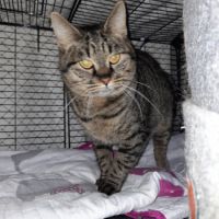 Tigresse chatte femelle