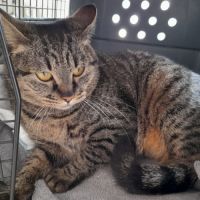 Tigresse chatte femelle #2