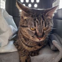 Tigresse chatte femelle #3