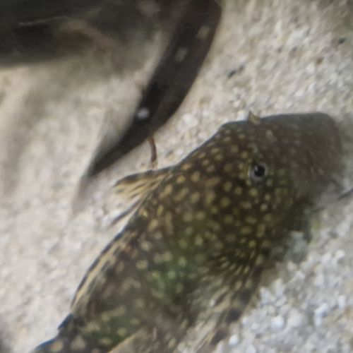 Ancistrus de 5 à 8cm #2