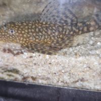 Ancistrus de 5 à 8cm #0