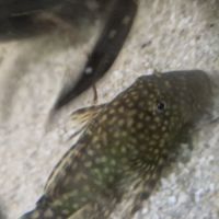 Ancistrus de 5 à 8cm #2