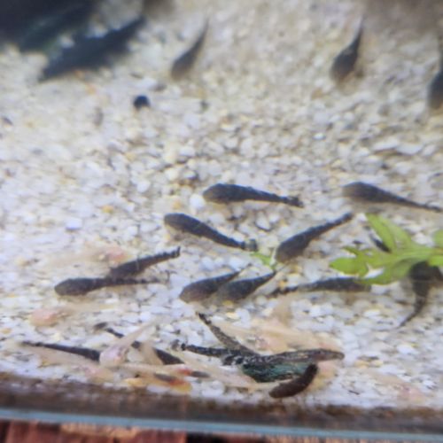 Ancistrus juvéniles 2cm albinos et noir #3