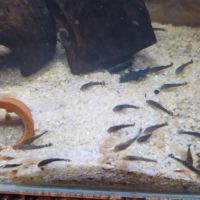 Ancistrus juvéniles 2cm albinos et noir #1