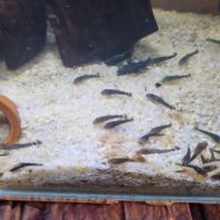 Ancistrus juvéniles 2cm albinos et noir