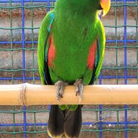 Eclectus eam #1