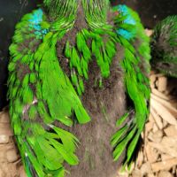Eclectus eam #2
