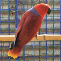 Eclectus eam #4