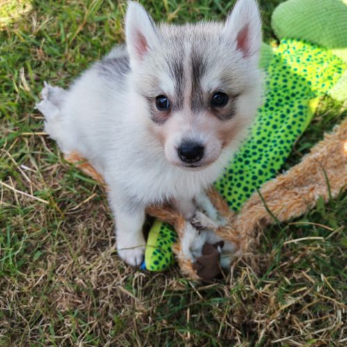 Magnifique chiot husky sibérien femelle lof #3