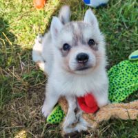 Magnifique chiot husky sibérien femelle lof #2