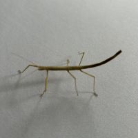 Phasmes bâtons à donner