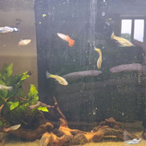 Jeunes guppy mâles et femelles #2