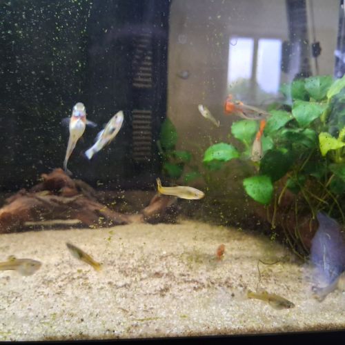 Jeunes guppy mâles et femelles #3