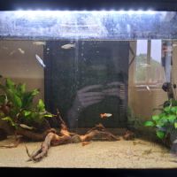 Jeunes guppy mâles et femelles