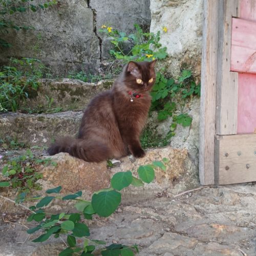 3 chatons british longhair #1