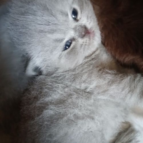 3 chatons british longhair #3
