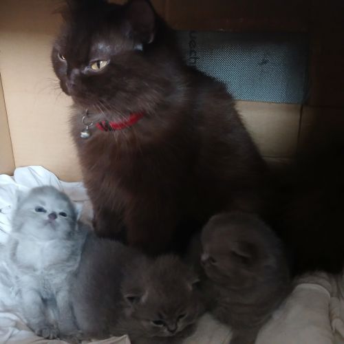 3 chatons british longhair #4